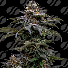 Purple Overload > Original Sensible Seeds